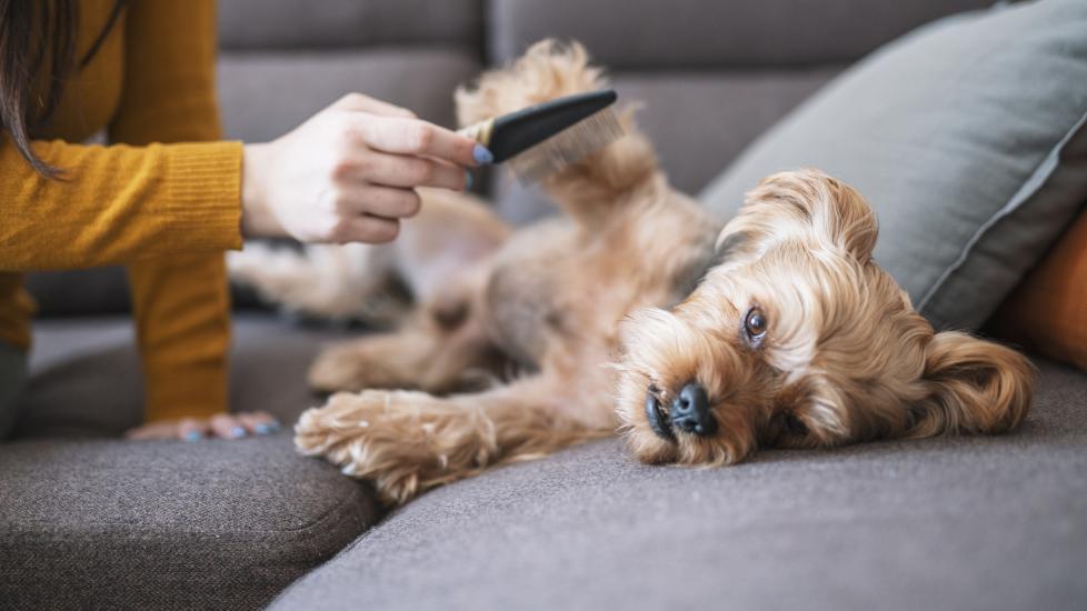 how to check a dog for ticks; a woman combs a dog’s fur to check for ticks.